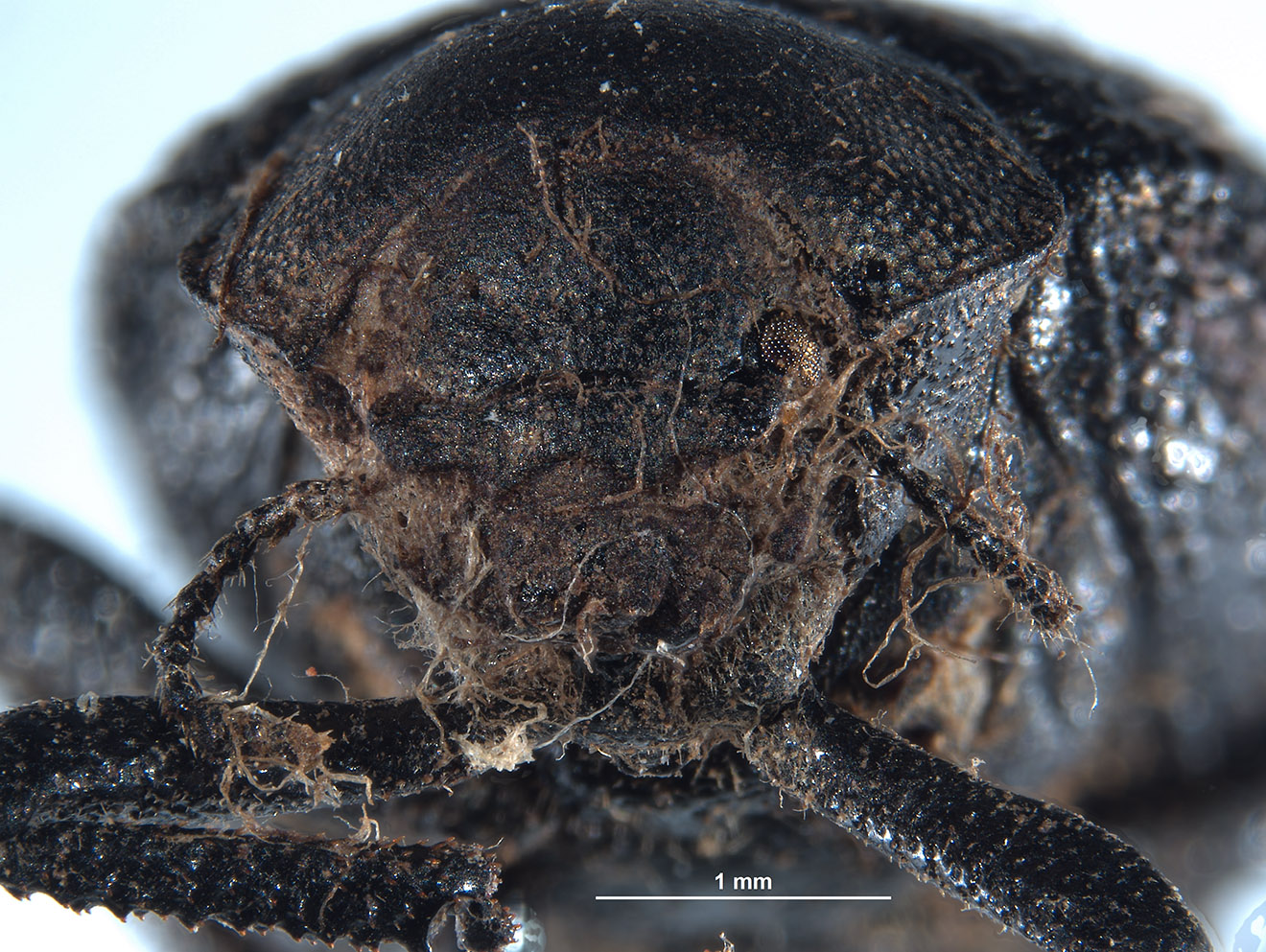 Entomochilus image